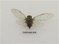 藏品(陽明山暮蟬)的圖片